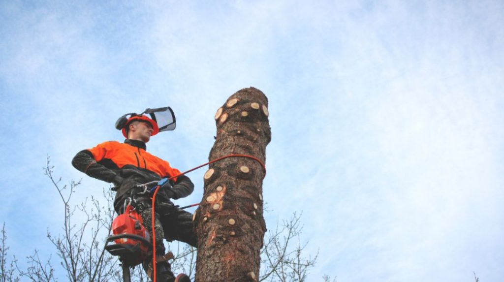 Who is an Arborist, and What Do They Do